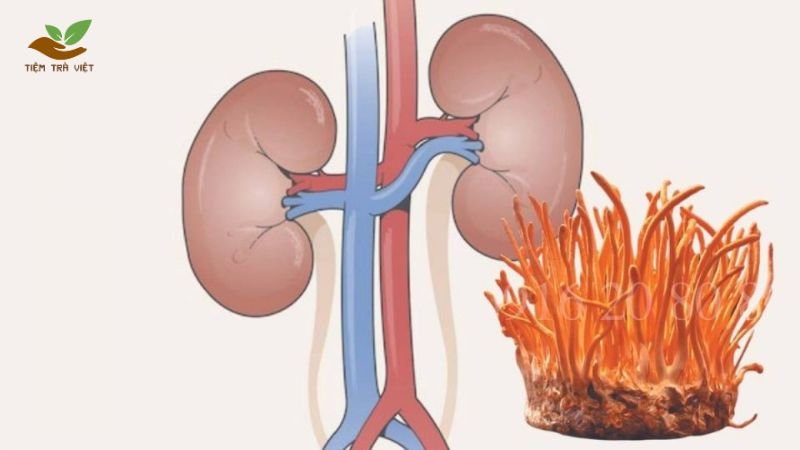 Tác dụng của trà đông trùng hạ thảo với thận